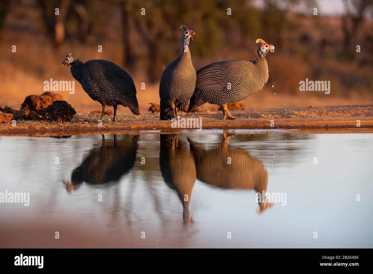 Helmeted guineafowl, Numida meleagris, Welgevonden Game Reserve, South Africa Stock Photo