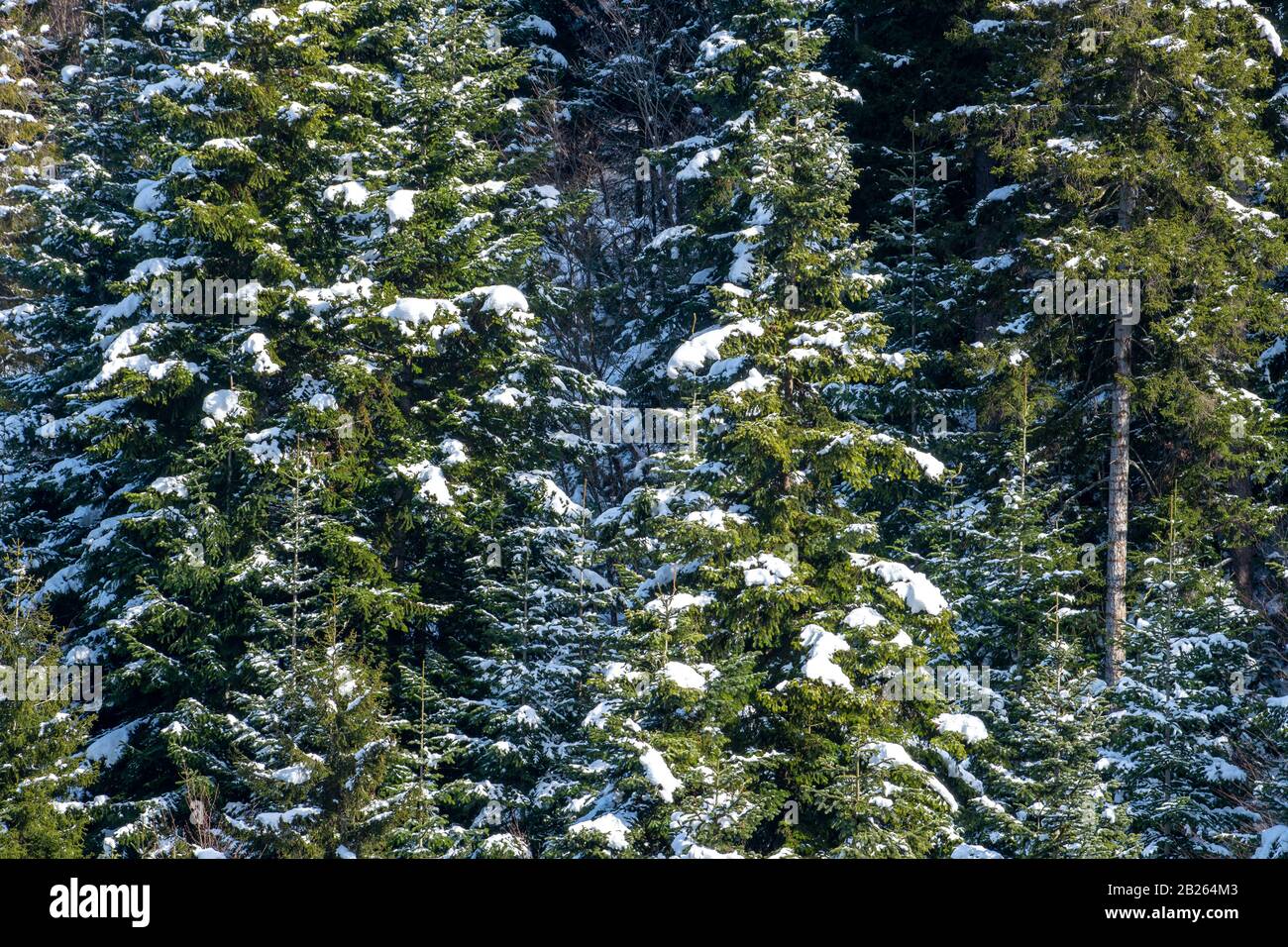 Snow covered pine tree forest in nature, Bakuriani, Stock Photo