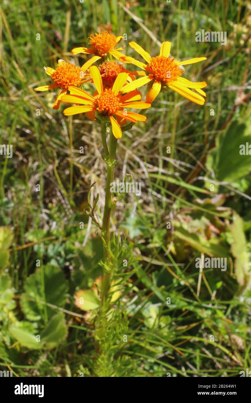 Eberreisblättriges Greiskraut, Senecio abrotanifolius Stock Photo