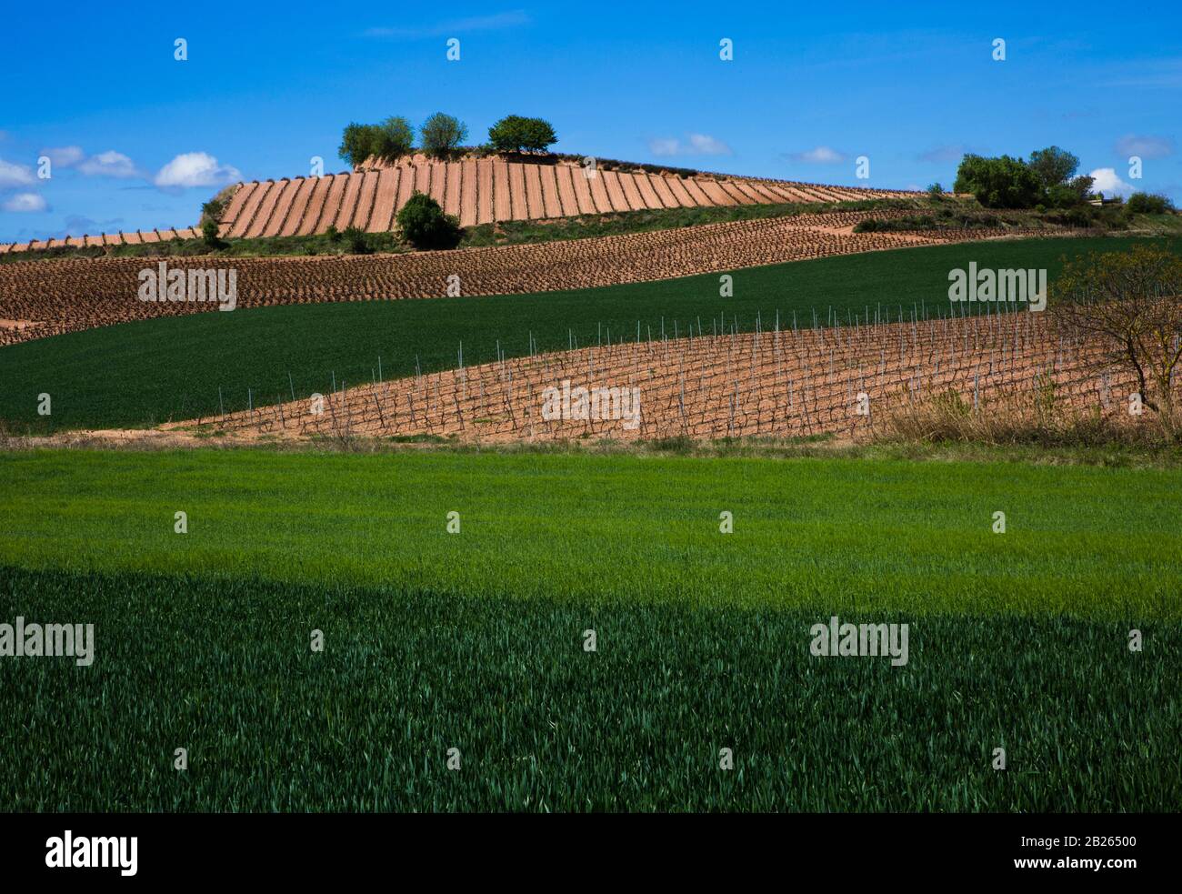 vineyard at glance Stock Photo