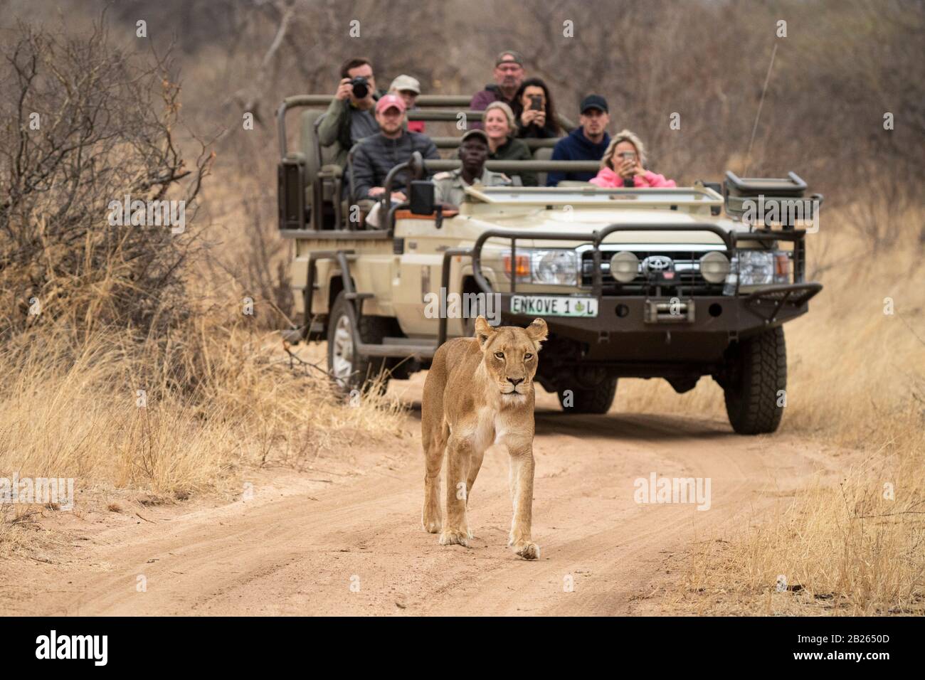 South africa safari lion hi-res stock photography and images - Alamy