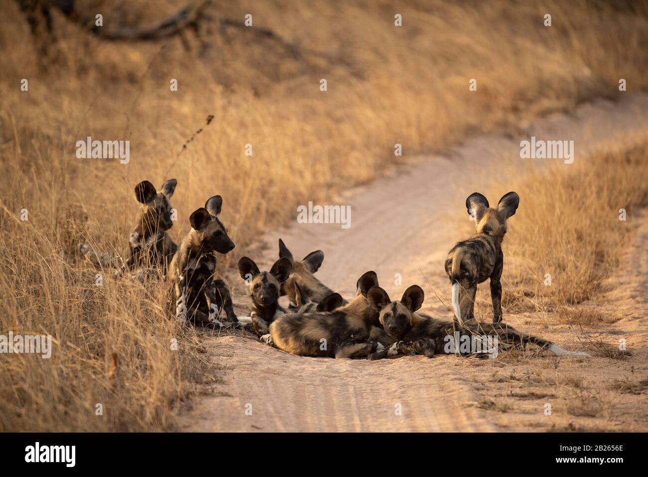 Wild dog pups, Lycaon pictus, Balule Game Reserve, South Africa Stock Photo
