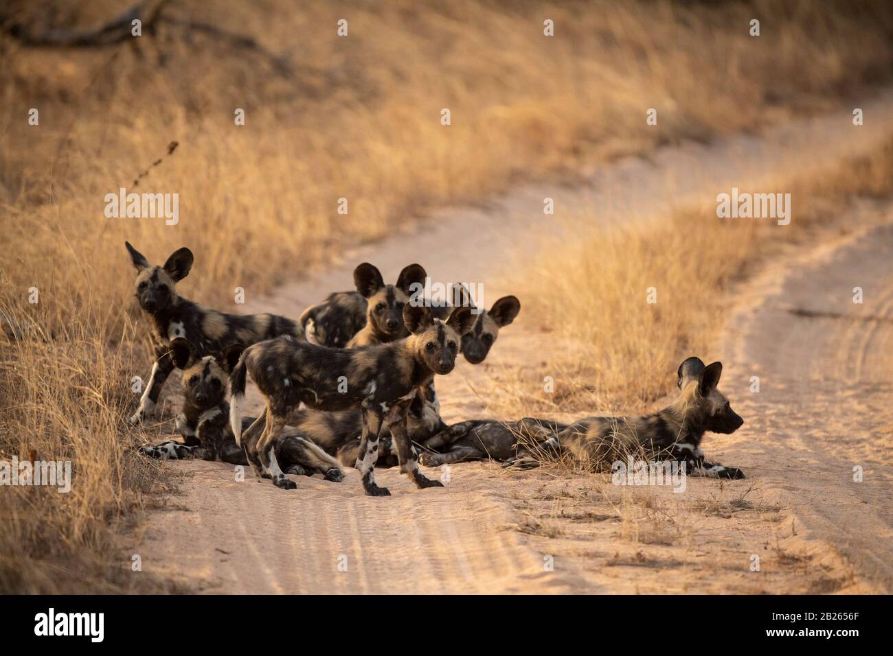 Wild dog pups, Lycaon pictus, Balule Game Reserve, South Africa Stock Photo