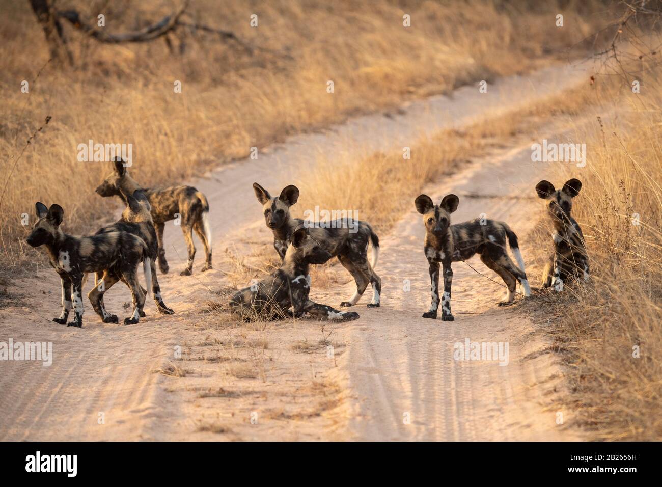 Wild dog pups, Lycaon pictus, Balule Game Reserve, South Africa Stock Photo