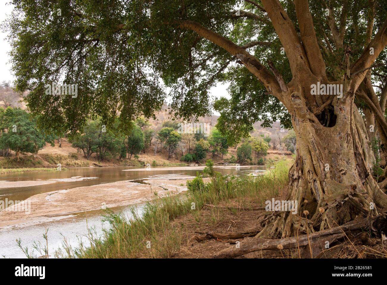 Fig trees at the Olifants River, Balule Game Reserve, South Africa Stock Photo