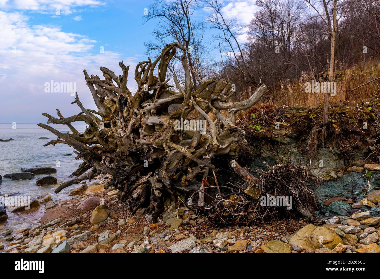 Fallern Huge uprooted fallen trees hi-res stock photography and images - Alamy