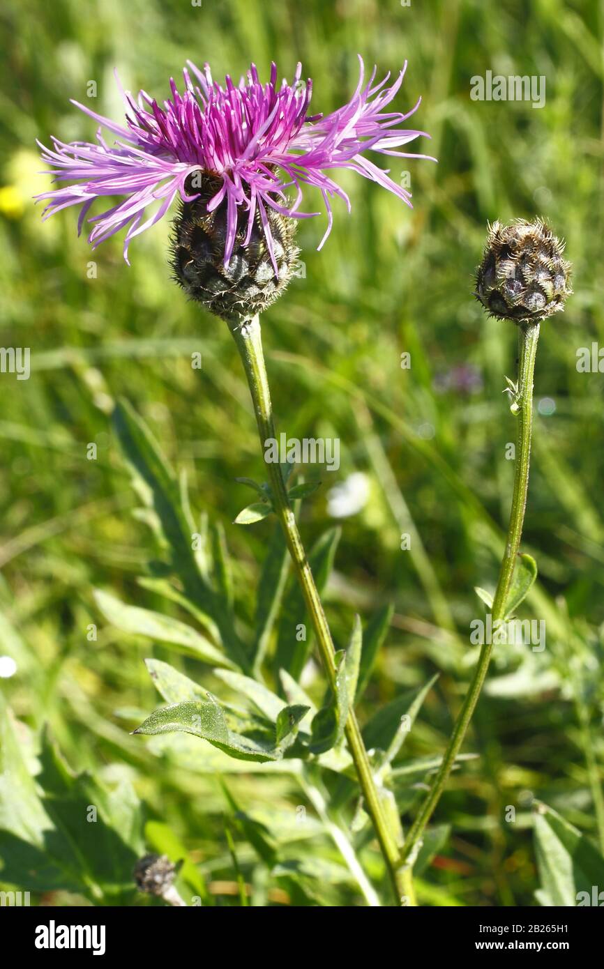 Alpen- Skabiosen- Flockenblume, Centaurea scabiosa ssp. alpestris Stock Photo