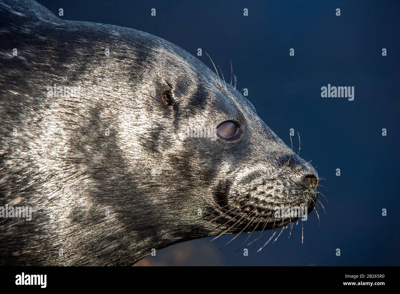 The Ladoga ringed seal resting on a stone. Close up portrait, side view. Scientific name: Pusa hispida ladogensis. The Ladoga seal in a natural habita Stock Photo