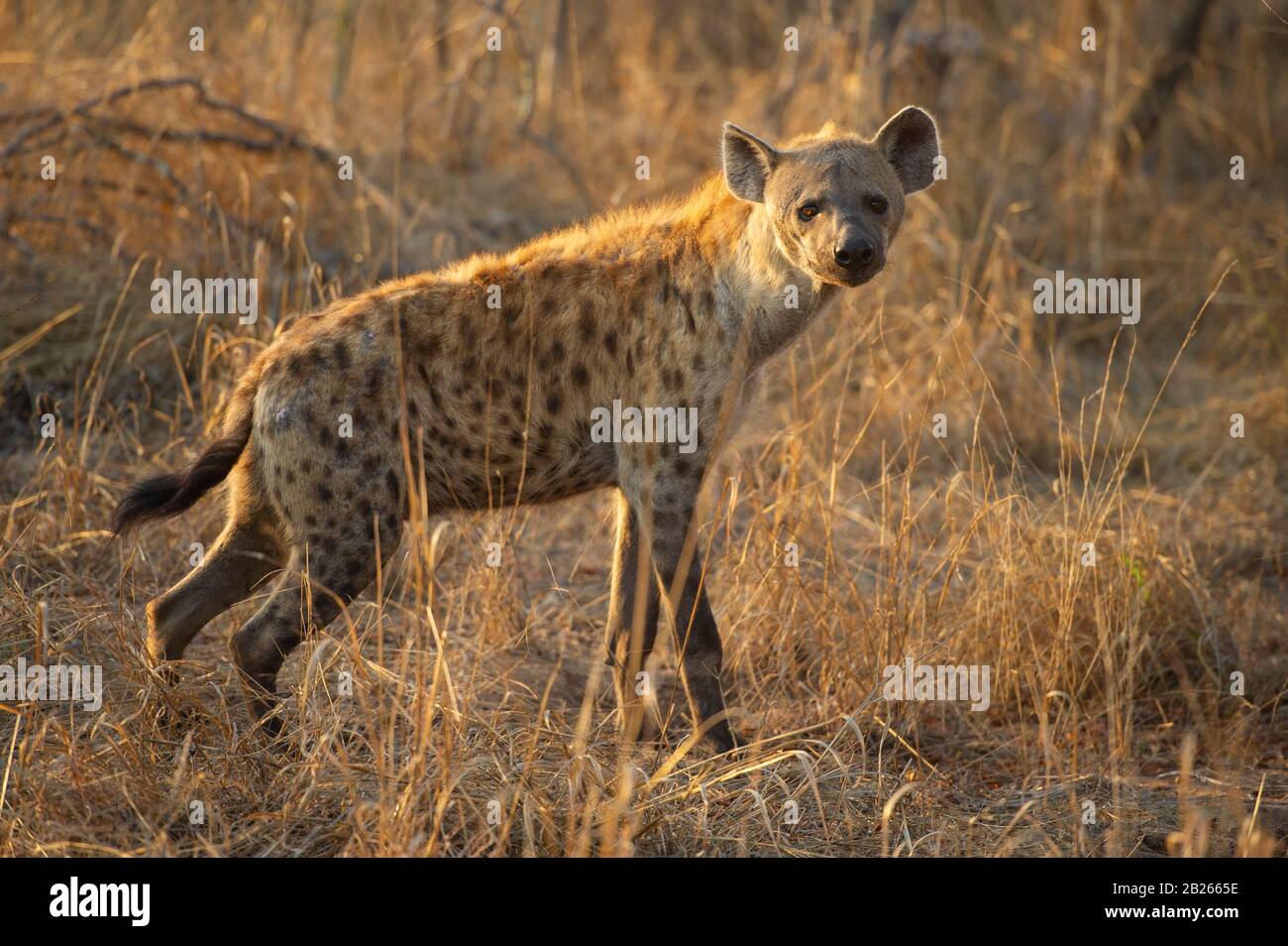 Spotted hyena, Crocuta crocuta, MalaMala Game Reserve, South Africa Stock Photo