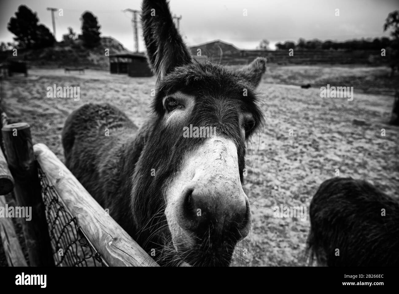 Donkeys in animal farm, natural park Stock Photo Alamy