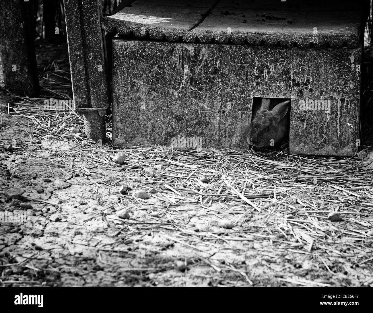 Nps Rabbit Rabbit in natural park, herbivorous animals, nature Stock Photo - Alamy