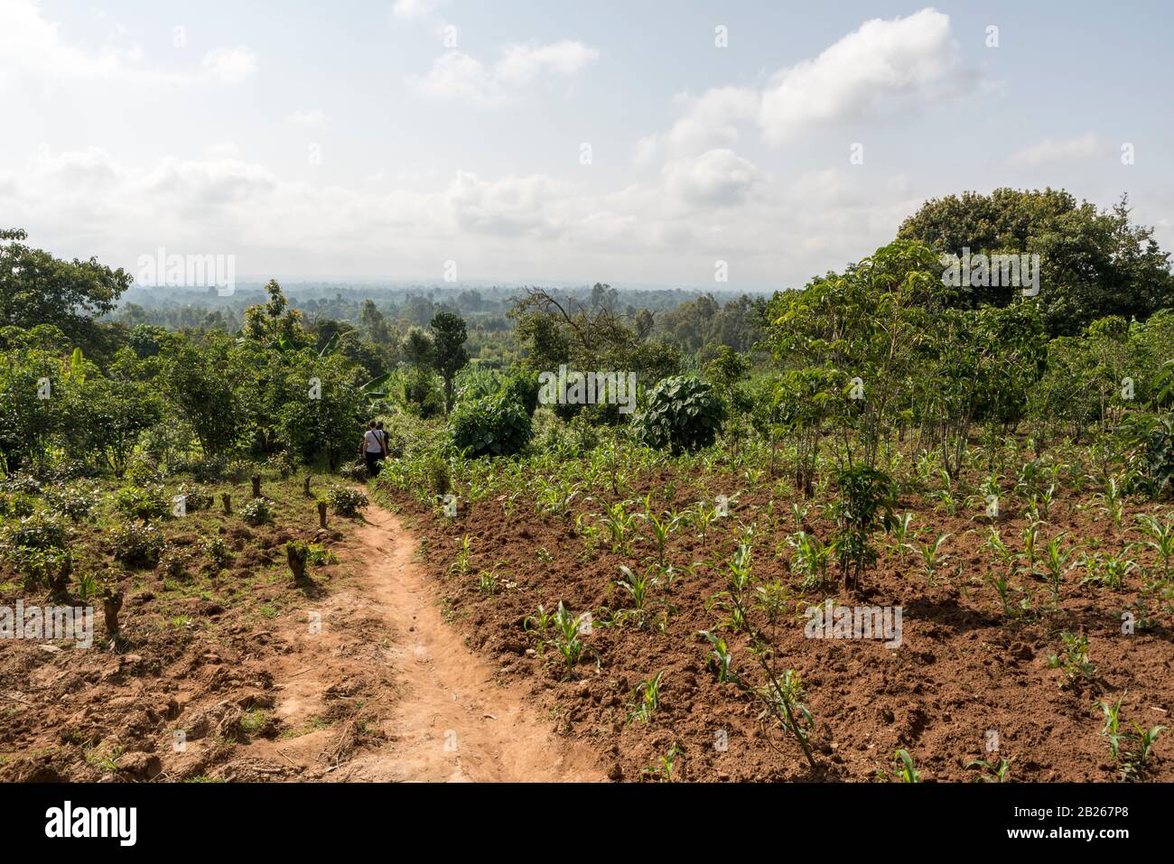 Lush vegetation, agriculture and farmland in rural southern Ethiopia