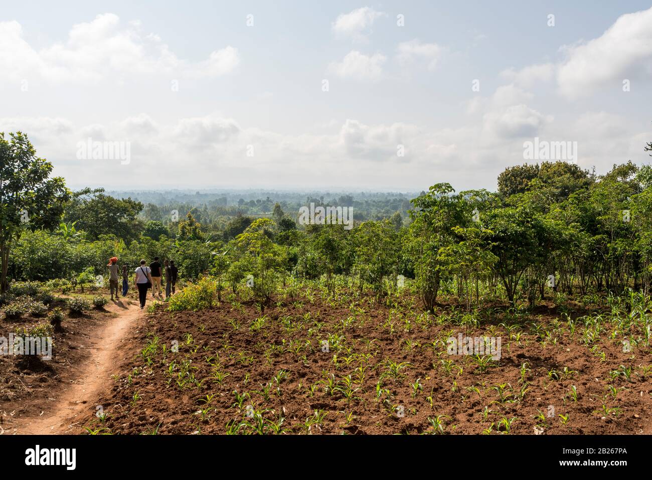 Lush vegetation, agriculture and farmland in rural southern Ethiopia