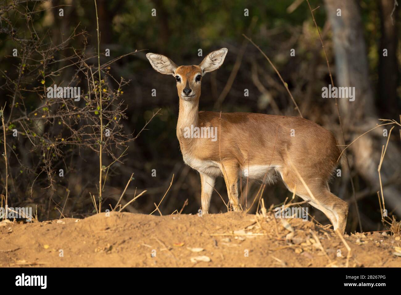 Steenbok, Raphicerus campestris, Klaserie Private Nature Reserve, South Africa Stock Photo