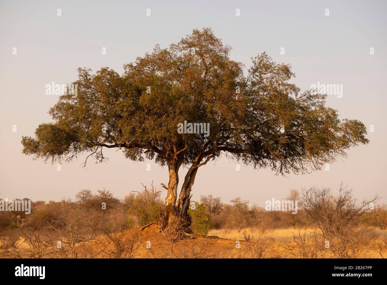 Nyala tree, Xanthocercis zambesiaca, Klaserie Private Nature Reserve, South Africa Stock Photo