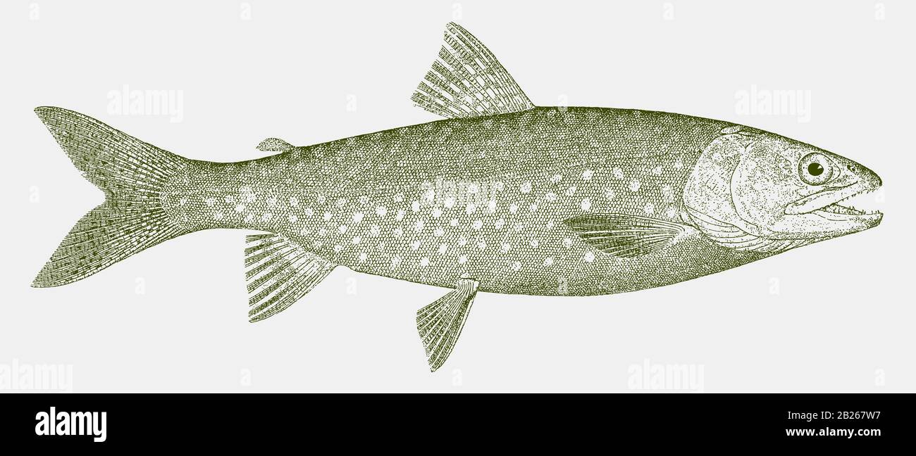 Lake trout, salvelinus namaycush, a freshwater fish from North America in side view Stock Vector