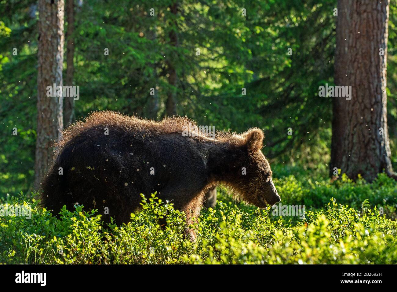 Cub of Brown Bear in the summer forest. Backlit brown bear cub. Bear Cub against a sun. Brown bear in back light. Natural habitat. Scientific name: Ur Stock Photo
