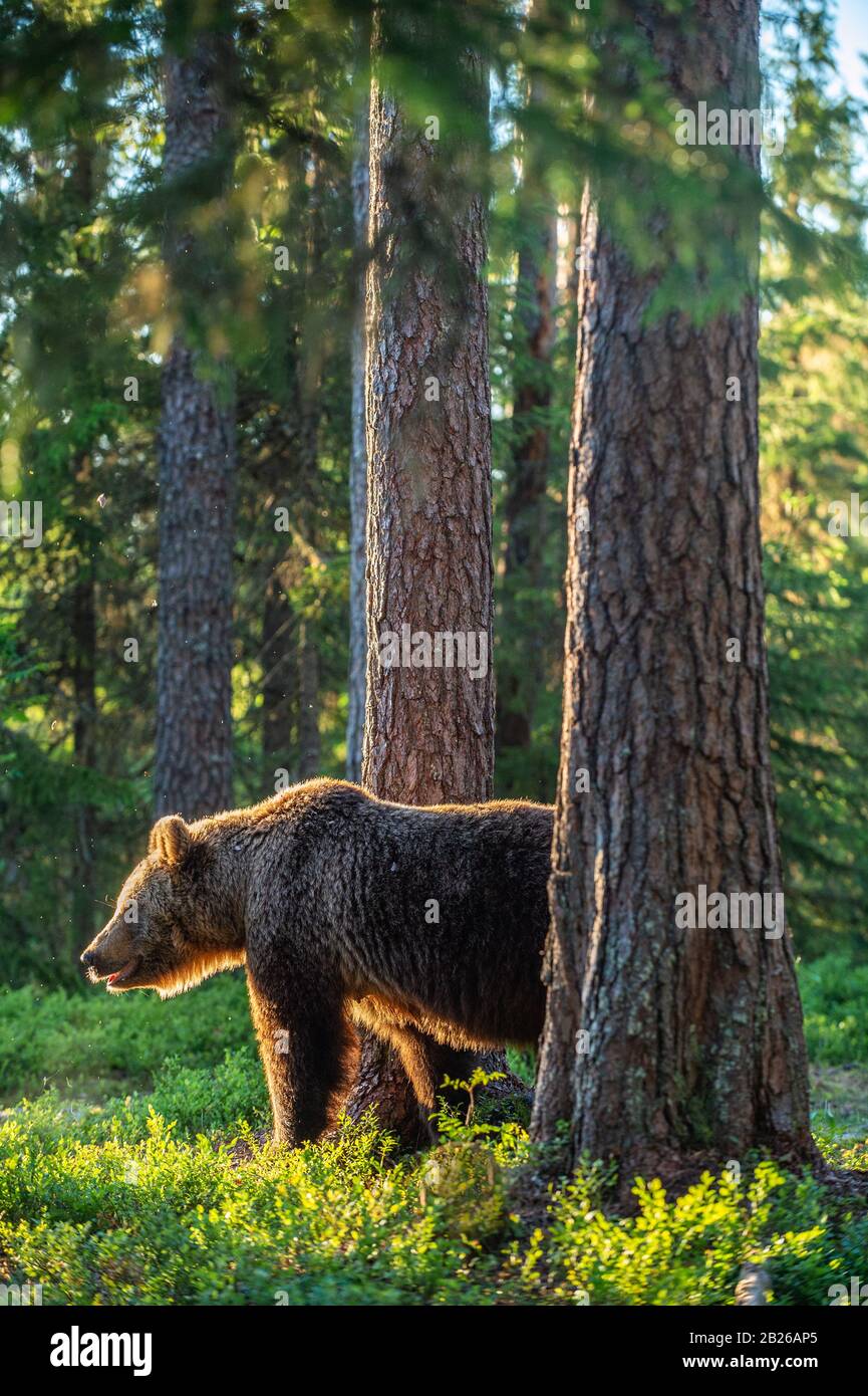Adult brown bear at sunset light. Backlit brown bear. Bear against a sun. Brown bear in back light.. Summer season. Natural habitat. Stock Photo
