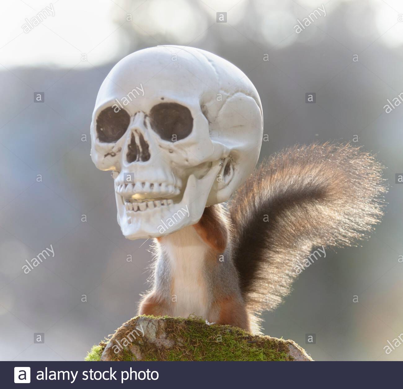 Bat Skeleton Stock Photos & Bat Skeleton Stock Images - Alamy