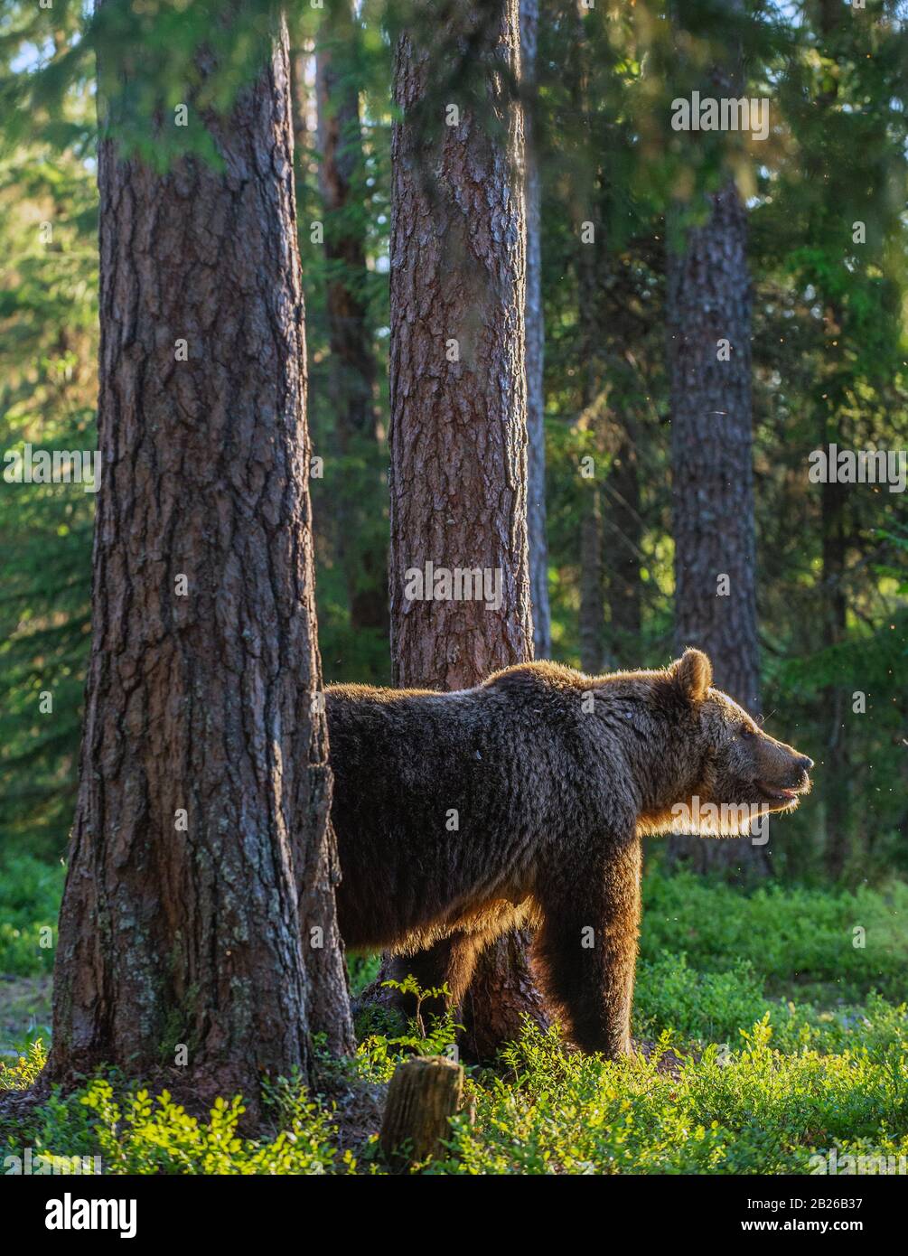 Adult brown bear at sunset light. Backlit brown bear. Bear against a sun. Brown bear in back light.. Summer season. Natural habitat. Stock Photo