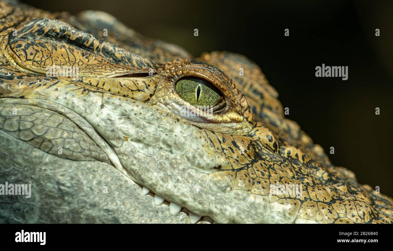 portrait of crocodile with eye detail Stock Photo