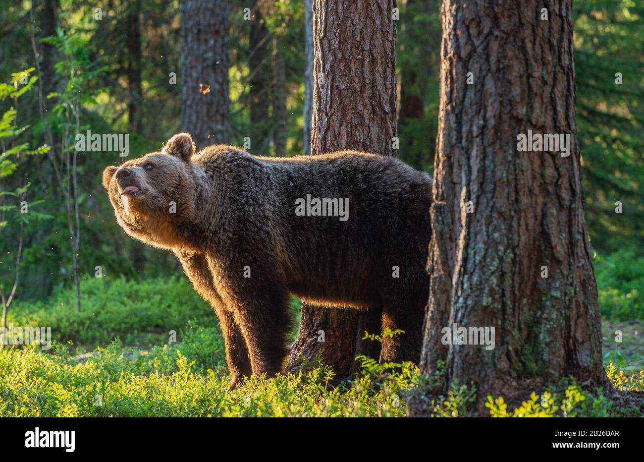 Adult brown bear at sunset light. Backlit brown bear. Bear against a sun. Brown bear in back light.. Summer season. Natural habitat. Stock Photo