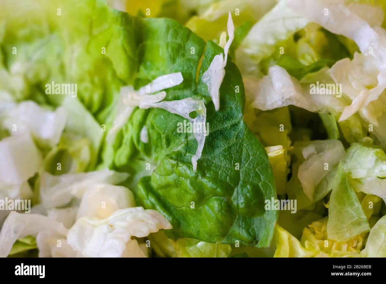 Sliced romaine lettuce. Close up of green, yellow and white lettuce