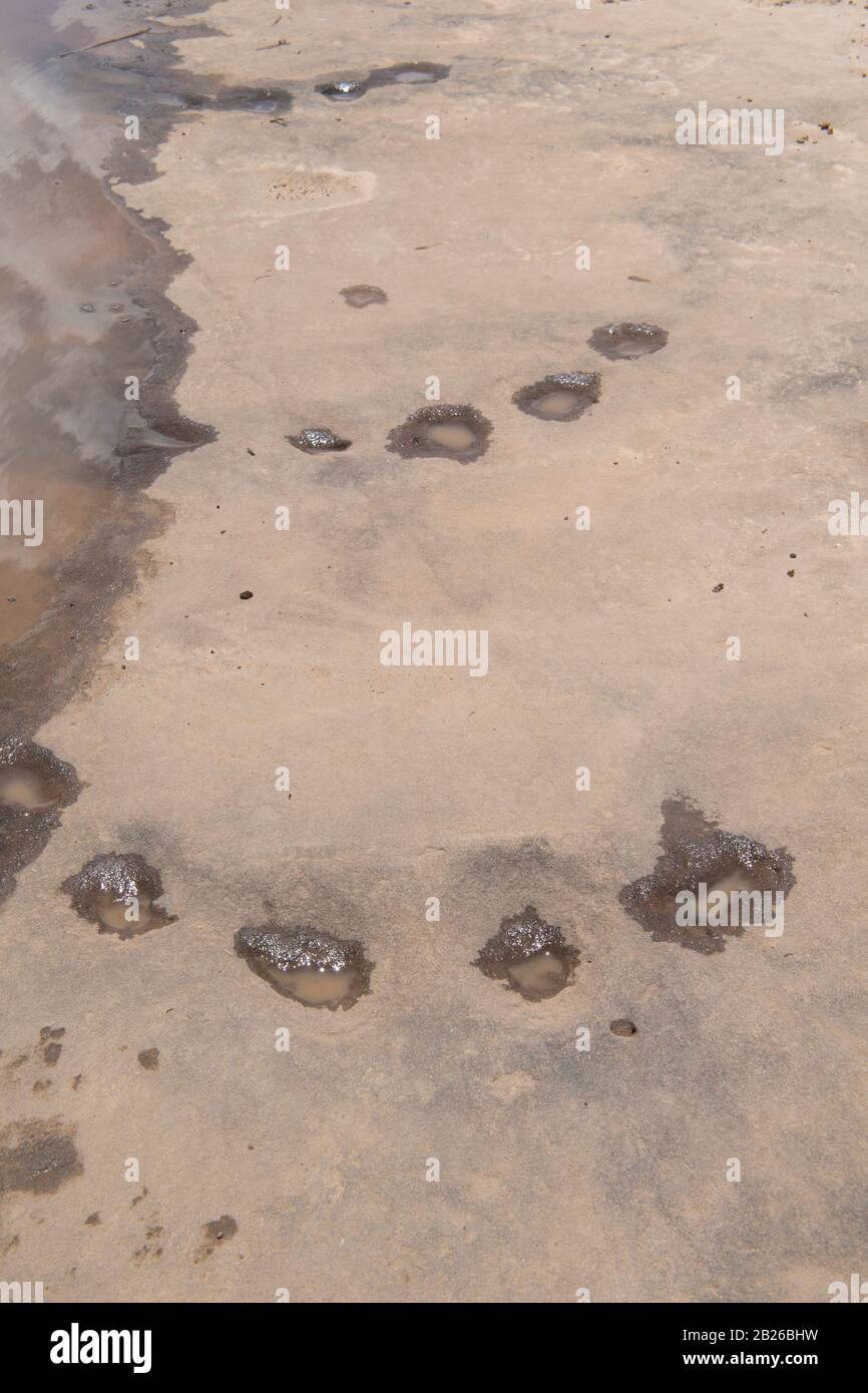 Subeng River Dinosaur footprints, Leribe, Lesotho Stock Photo - Alamy