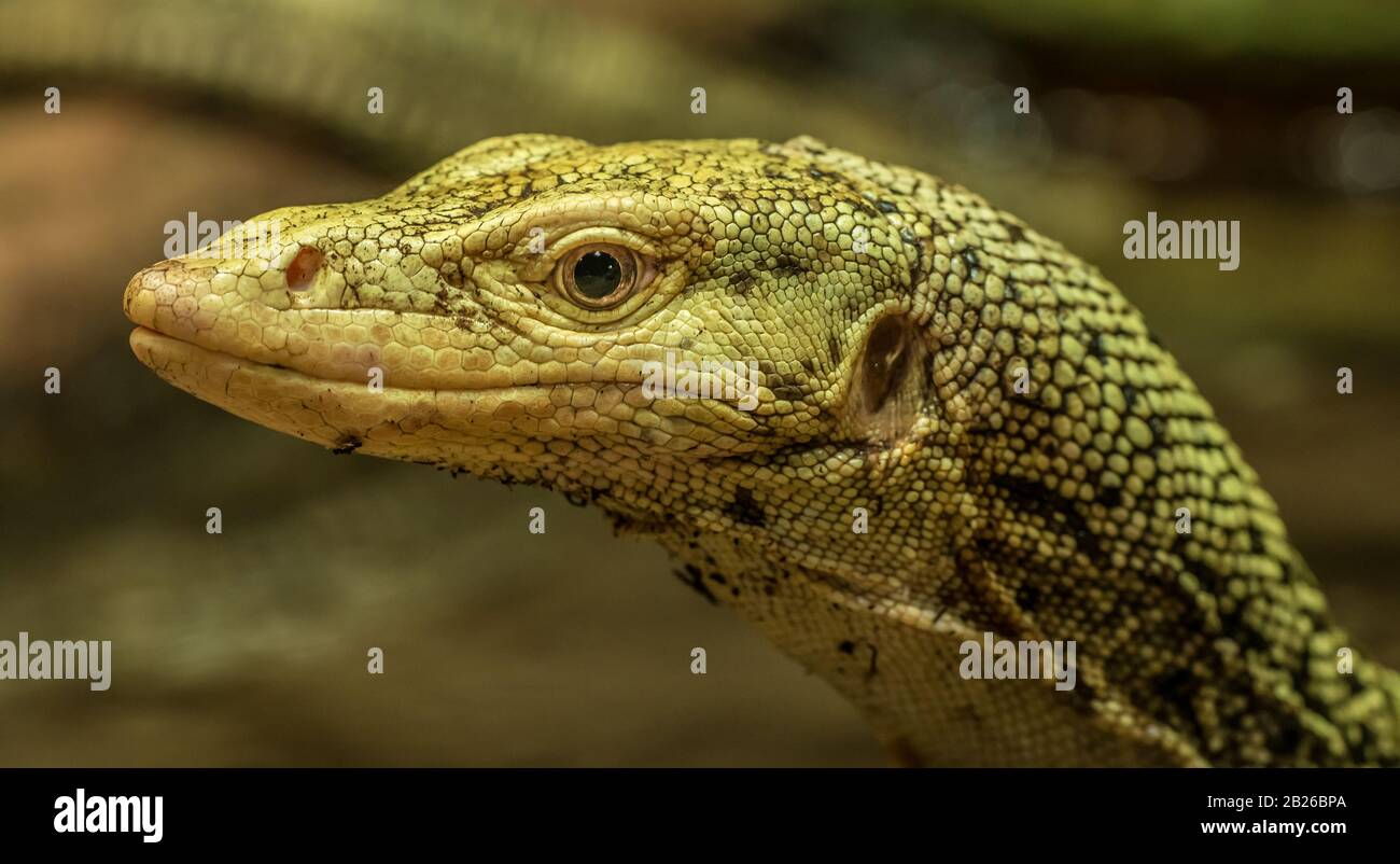 detailed monitor lizard portrait in the zoo Stock Photo Alamy