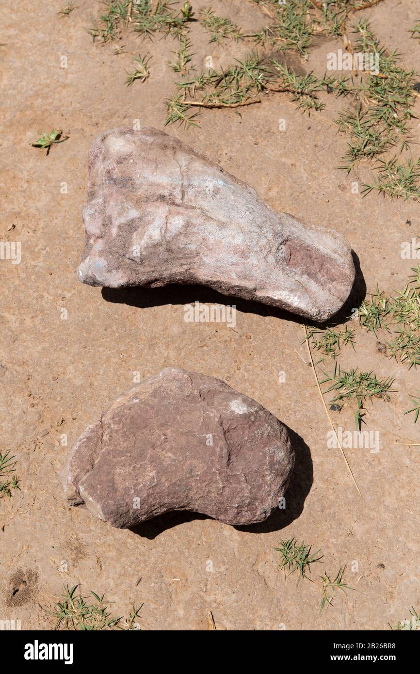 Fossilised bones hi-res stock photography and images - Alamy