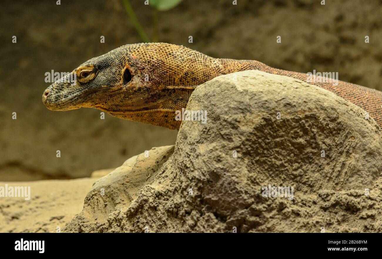 monitor lizard in the zoo Stock Photo Alamy