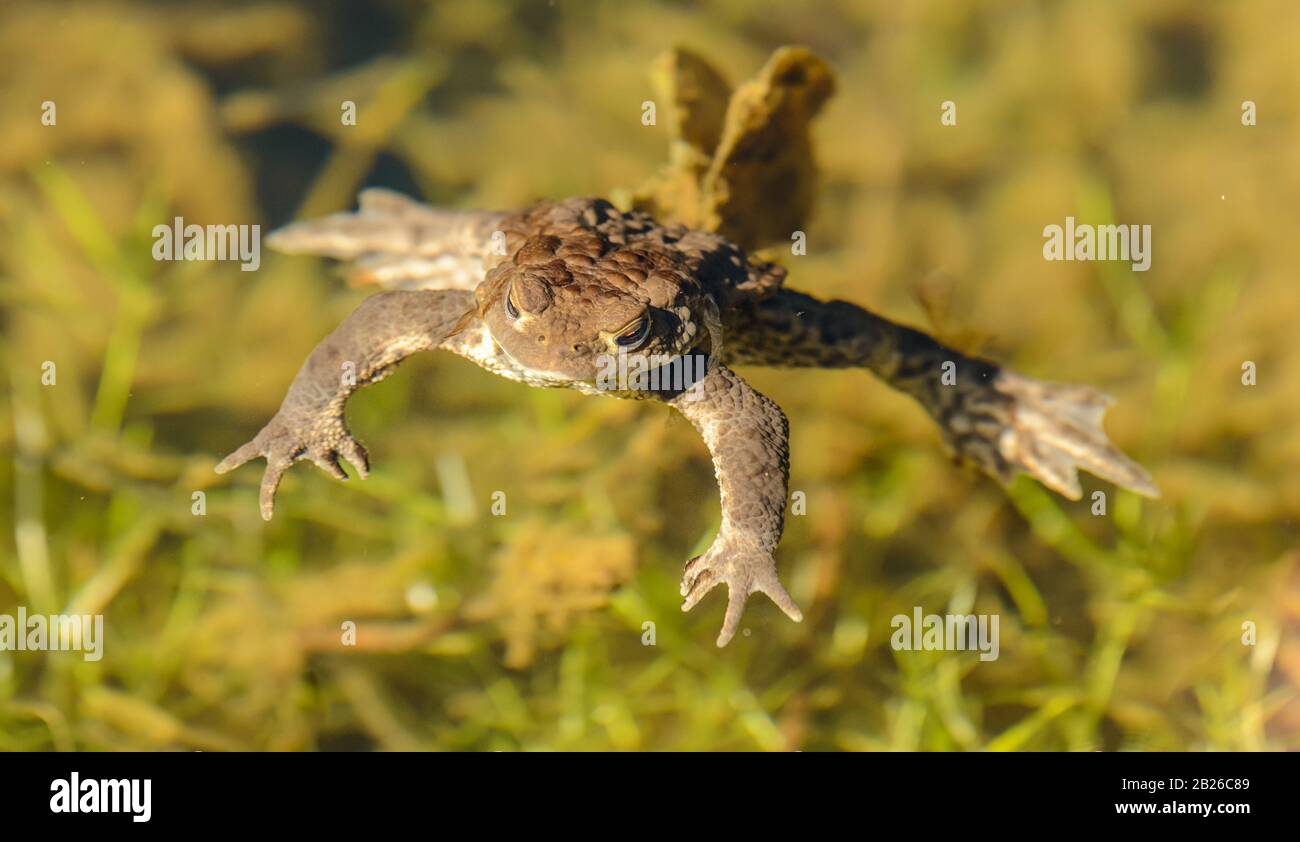 toad frog floating in clear water, wild Stock Photo