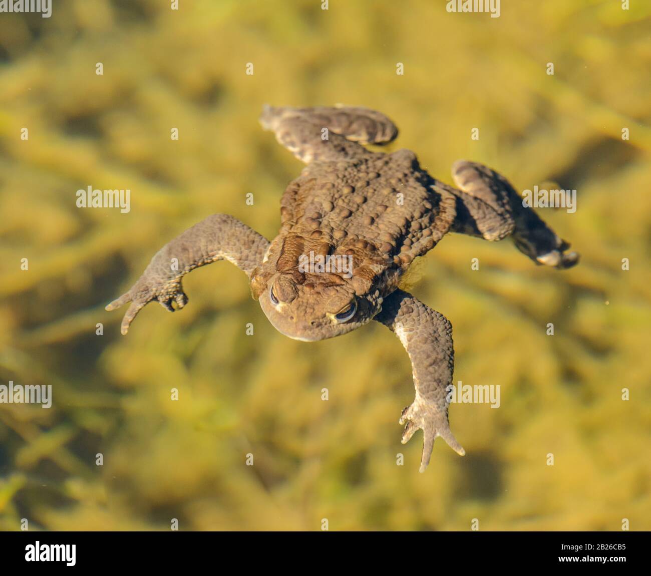 toad frog swimming in clear water, wild Stock Photo
