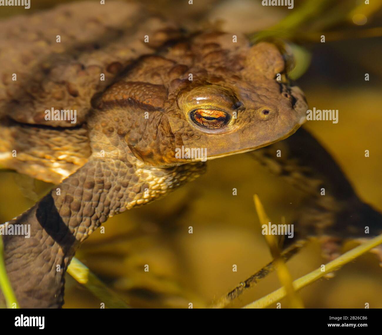 detail portrait of toad frog in the water, wild Stock Photo