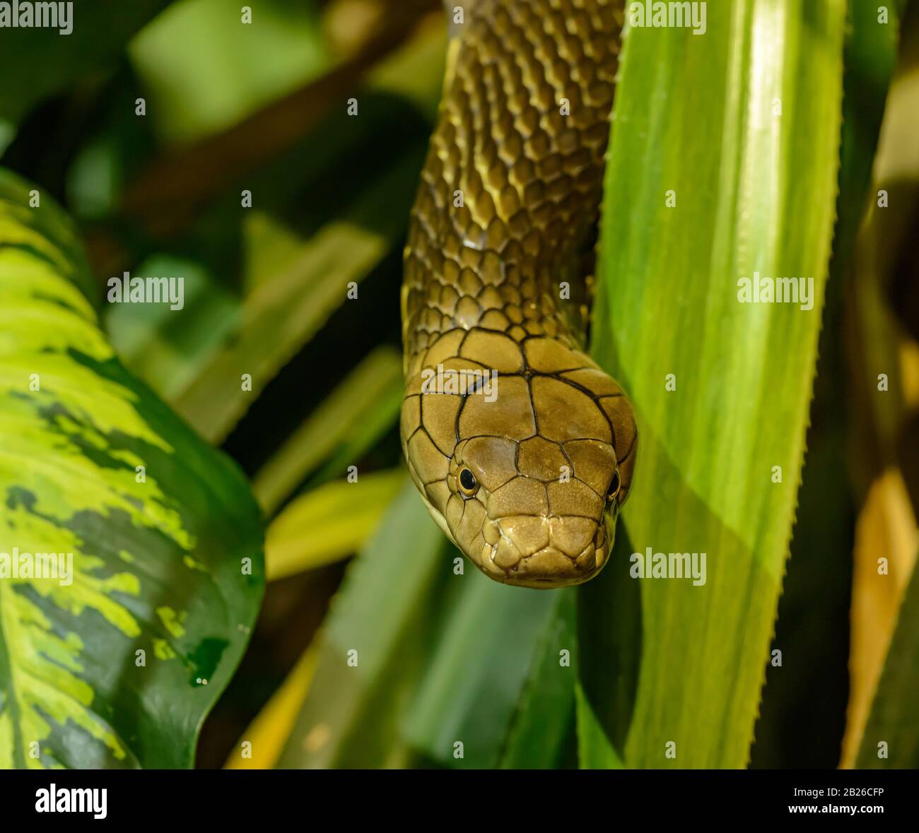 Tree snake hanging hi-res stock photography and images - Alamy