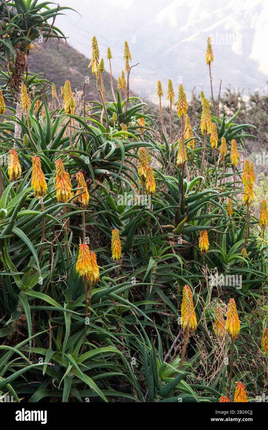 Aloes, Ts'ehlanyane National Park, Lesotho Stock Photo