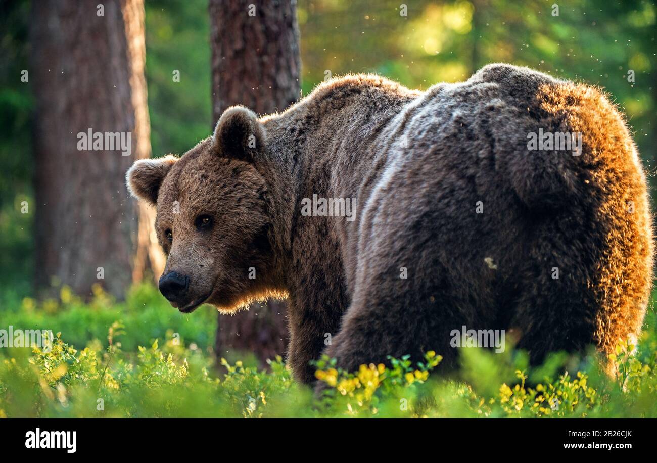 Big Adult Brown bear in the summer forest. Scientific name: Ursus arctos. Natural habitat. Stock Photo