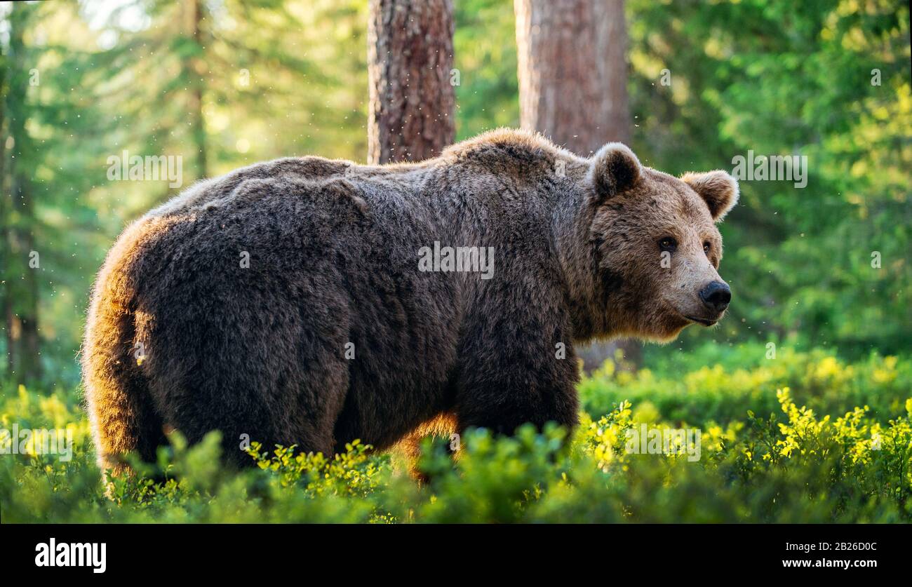 Big Adult Brown bear in the summer forest. Scientific name: Ursus arctos. Natural habitat. Stock Photo