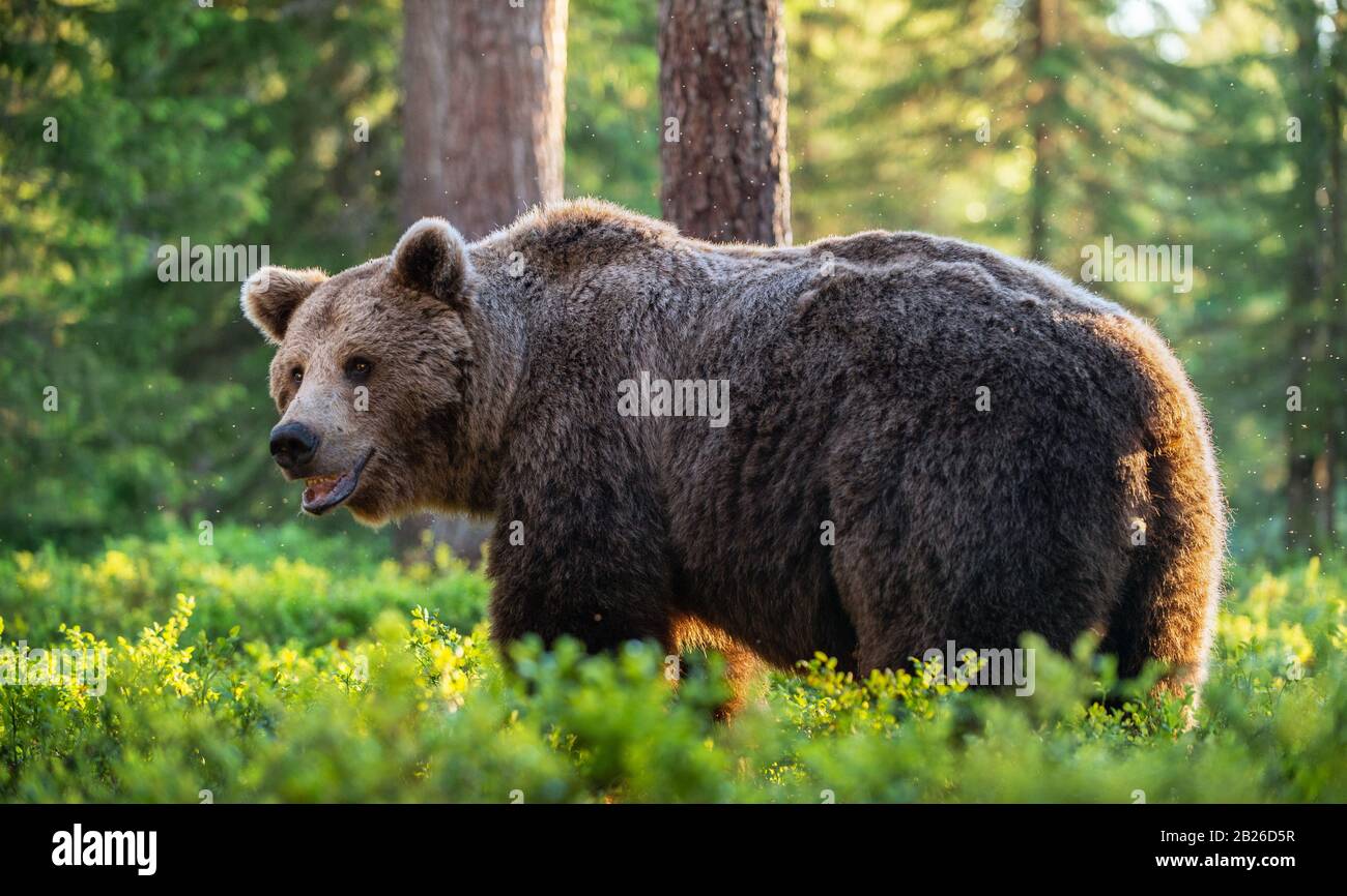 Big Adult Brown bear in the summer forest. Scientific name: Ursus arctos. Natural habitat. Stock Photo