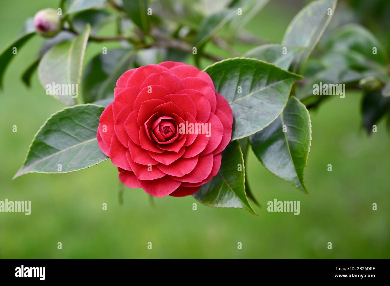 Close up of Camellia Bloom Stock Photo Alamy