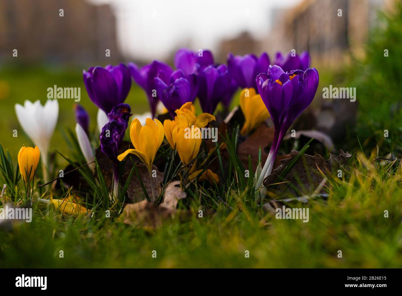 Mix crocus flowers hi-res stock photography and images - Alamy