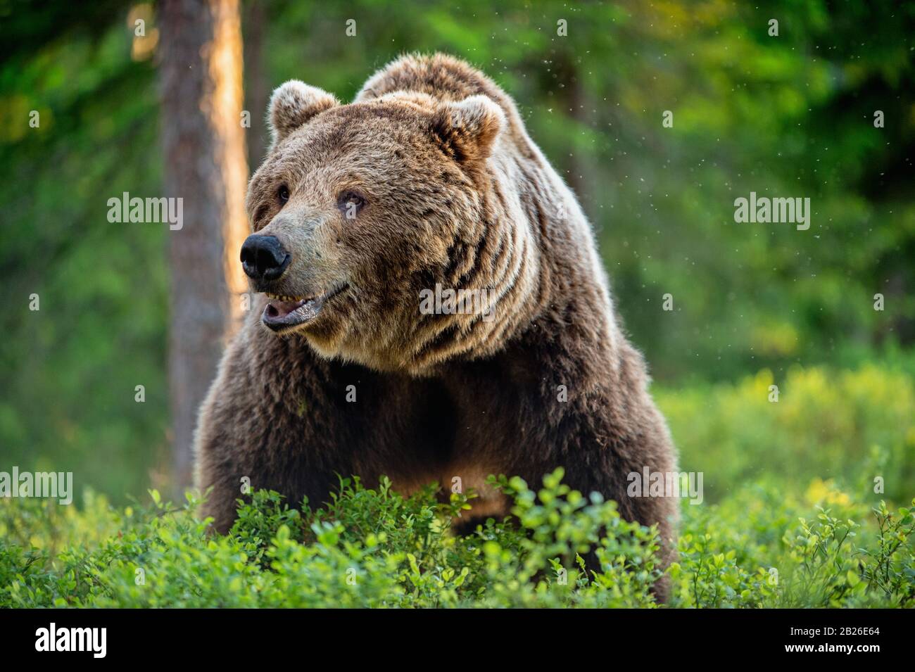 Wild Adult Male of Brown bear in the pine forest. Front view. Scientific name: Ursus arctos. Summer season. Natural habitat. Stock Photo