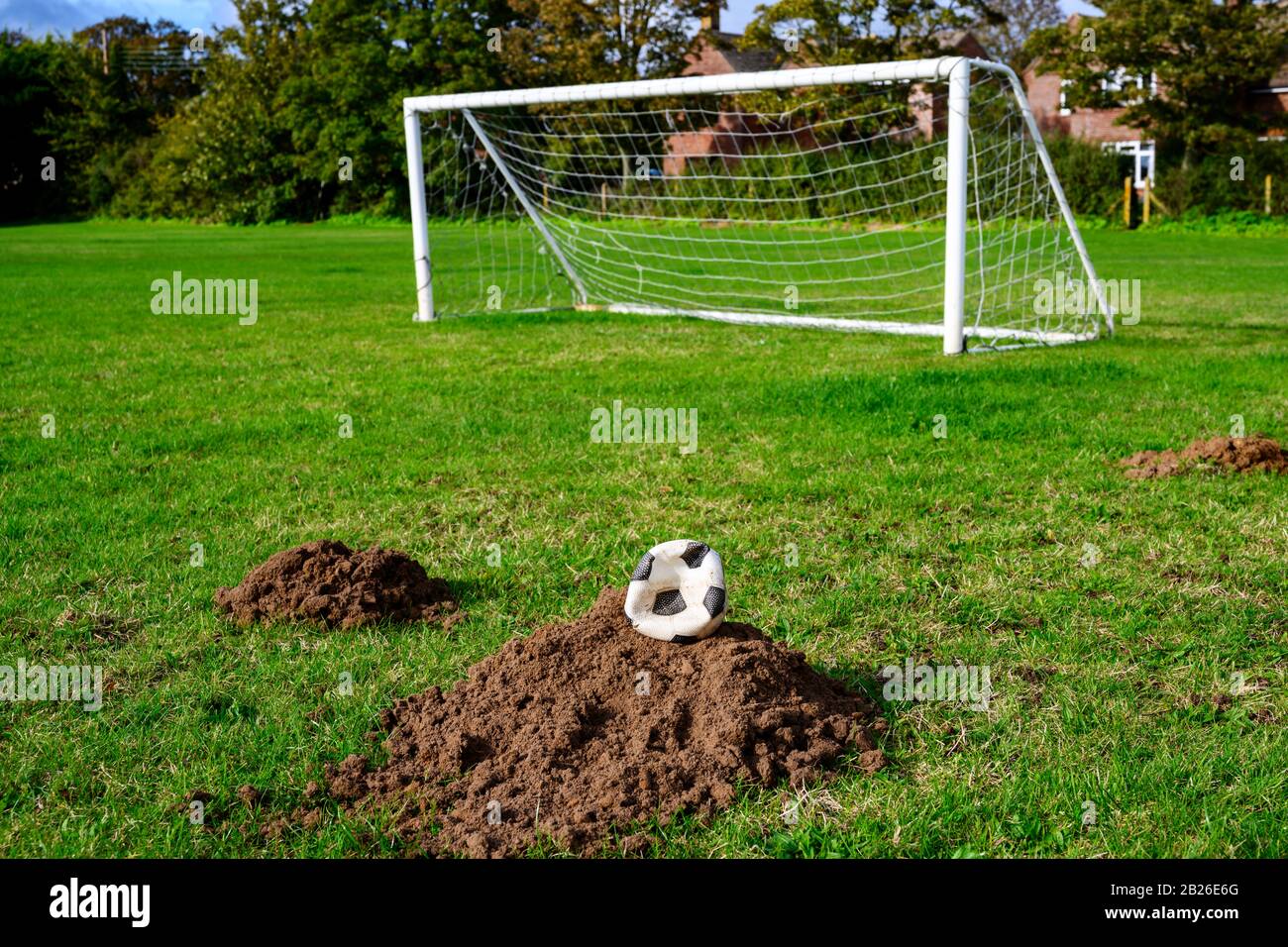 Molehills on football pitch Stock Photo