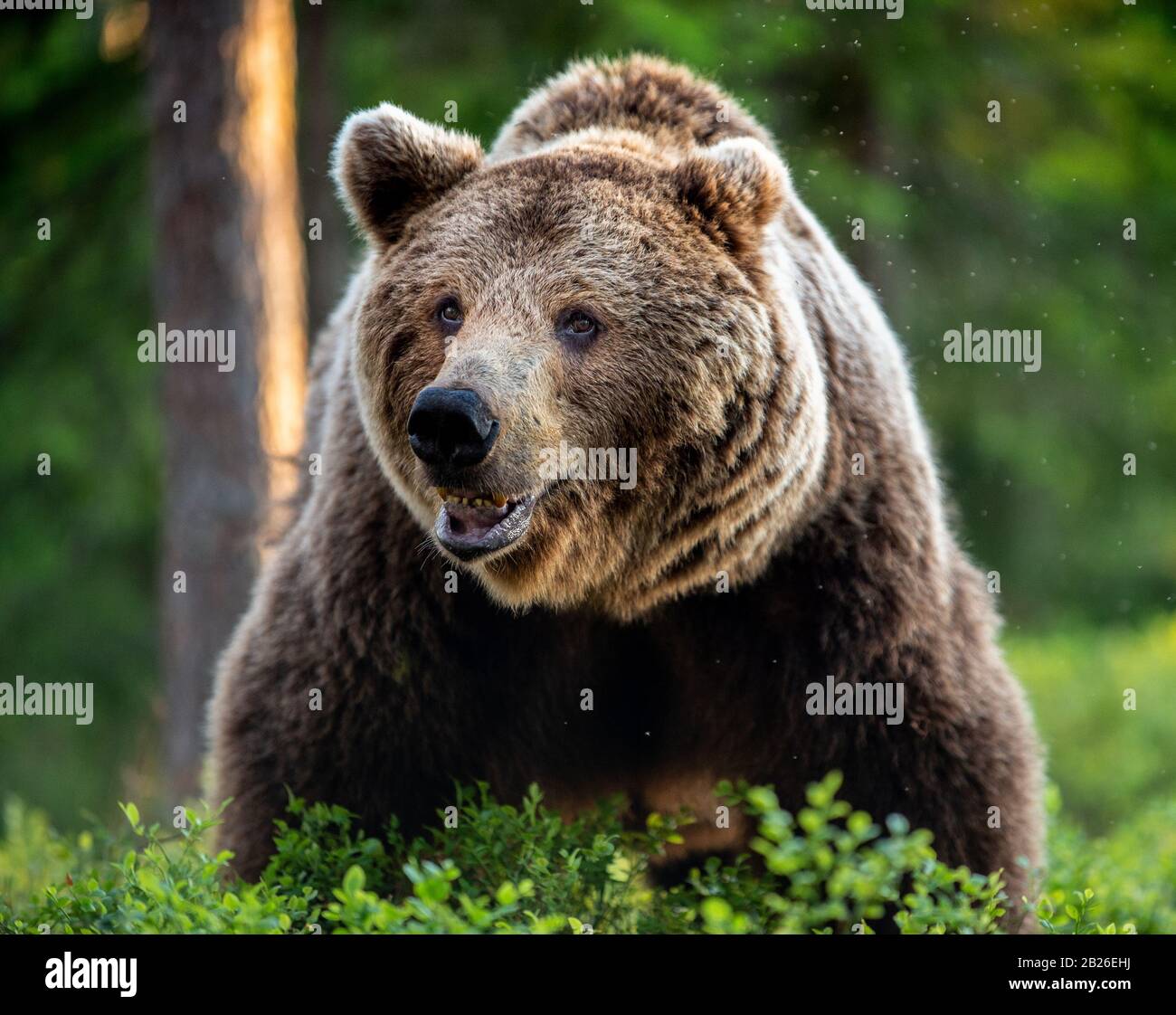 Wild Adult Male of Brown bear in the pine forest. Front view. Scientific name: Ursus arctos. Summer season. Natural habitat. Stock Photo