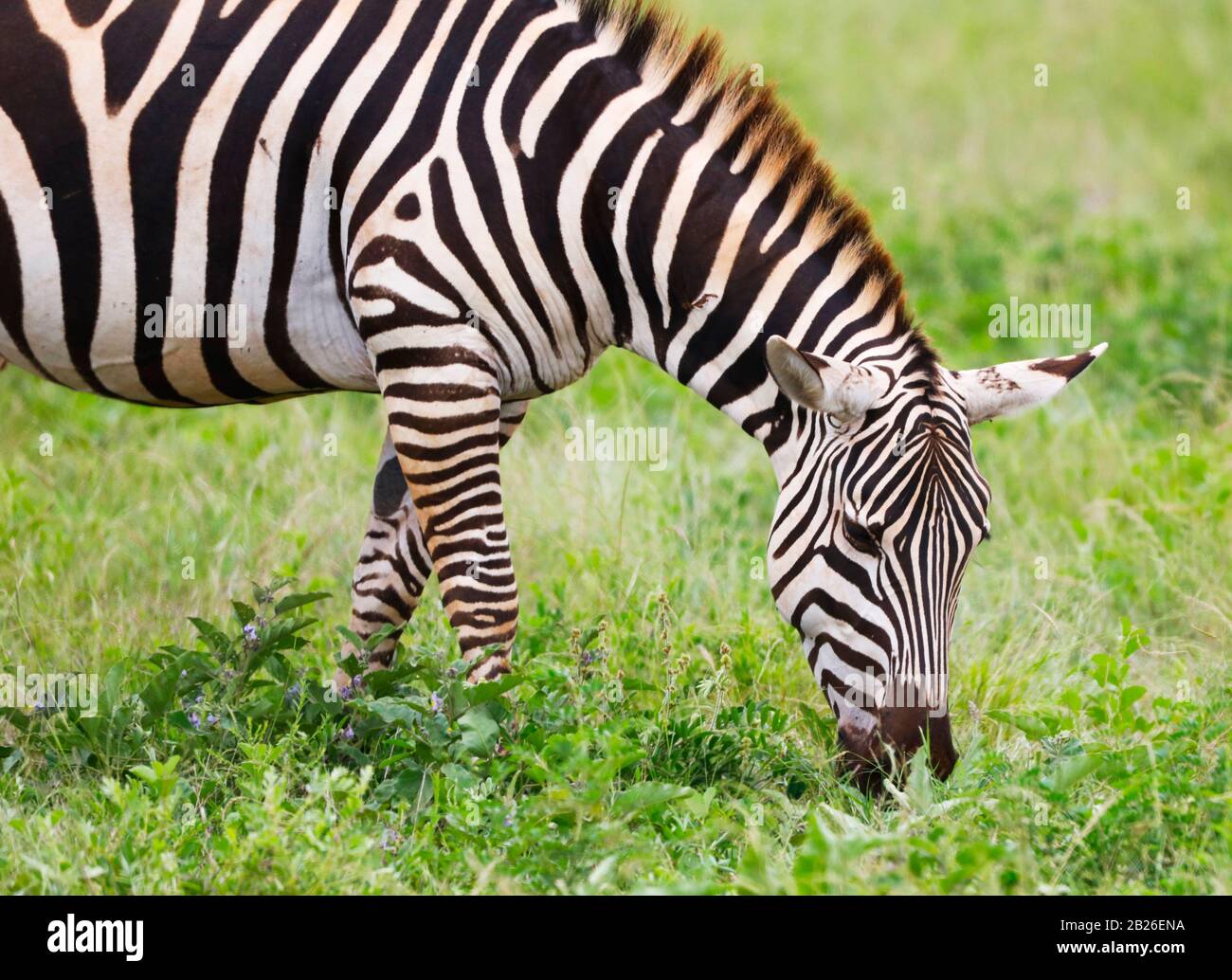 Zebras in Tsavo East National Park, Kenya, Africa Stock Photo Alamy