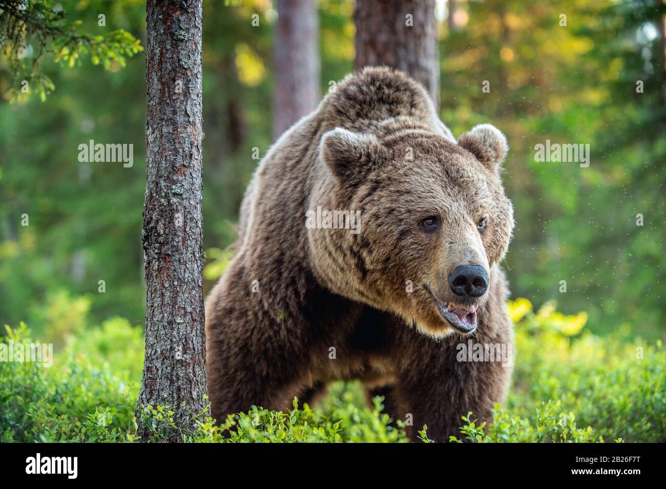 Wild Adult Male of Brown bear in the pine forest. Front view. Scientific name: Ursus arctos. Summer season. Natural habitat. Stock Photo