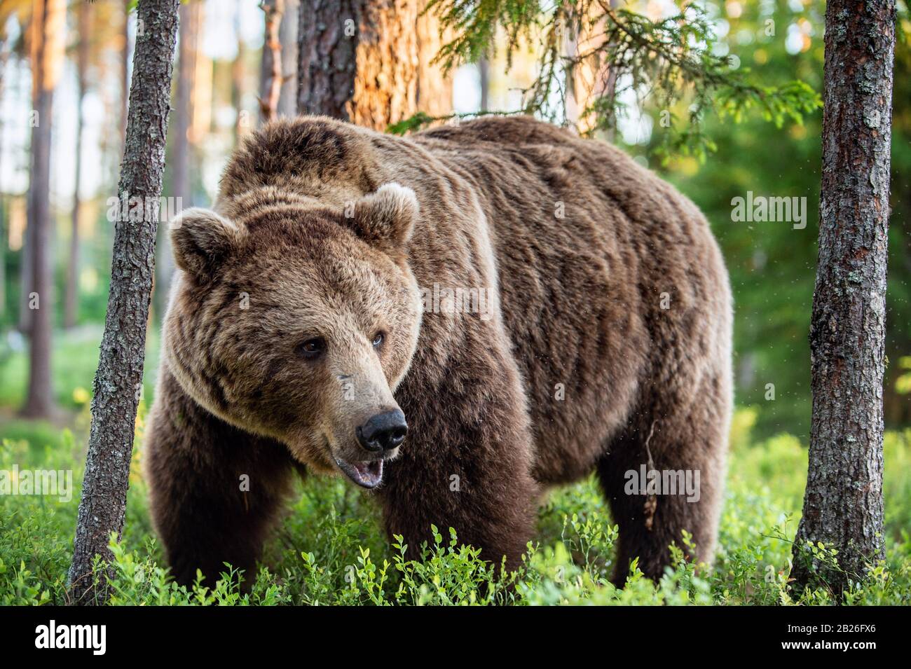 Wild Adult Male of Brown bear in the pine forest. Front view. Scientific name: Ursus arctos. Summer season. Natural habitat. Stock Photo