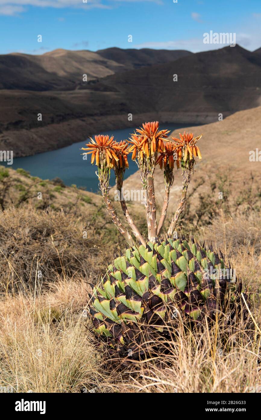 Spiral aloes (Aloe polyphylla), endemic to Lesotho, Katse Dam seen from Katse Botanical Gardens, Lesotho Stock Photo