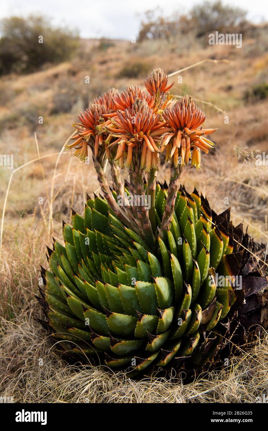 Spiral aloes (Aloe polyphylla), endemic to Lesotho, Katse Botanical Gardens, Katse Dam, Lesotho Stock Photo