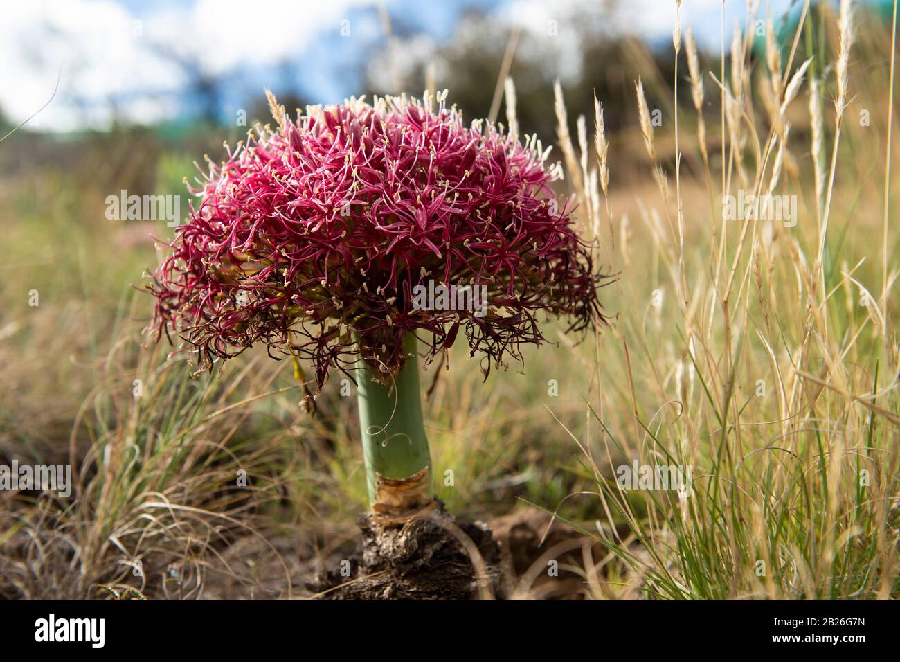Century plant (Boophone disticha), Katse Botanical Gardens, Katse Dam, Lesotho Stock Photo
